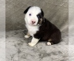 Small Photo #68 Australian Shepherd Puppy For Sale in SALISBURY, NC, USA