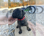 Puppy Red Mastador
