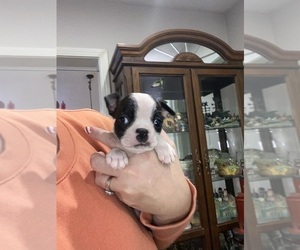 Boston Terrier Puppy for sale in FREDONIA, KS, USA