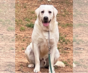 Father of the Labrador Retriever puppies born on 02/21/2025