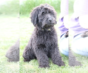 Goldendoodle Puppy for sale in BURLEY, ID, USA
