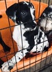 Small Photo #7 Great Dane Puppy For Sale in FONTANA, CA, USA