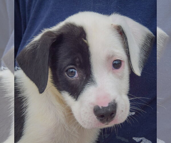 Medium Photo #5 American Staffordshire Terrier-Border Collie Mix Puppy For Sale in Huntley, IL, USA