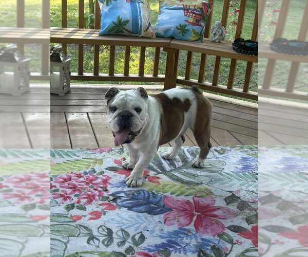 Medium Photo #4 Bulldog Puppy For Sale in Evansville, IN, USA
