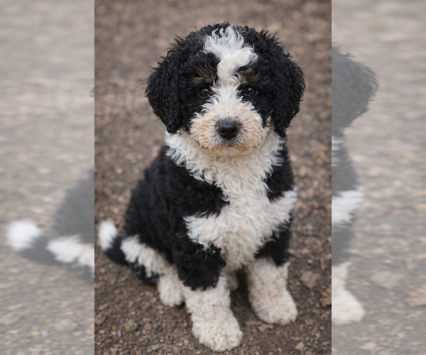 Medium Photo #2 Bernedoodle Puppy For Sale in GREENWOOD, IN, USA