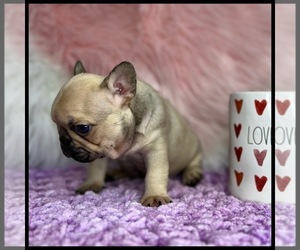 French Bulldog Puppy for sale in OJAI, CA, USA
