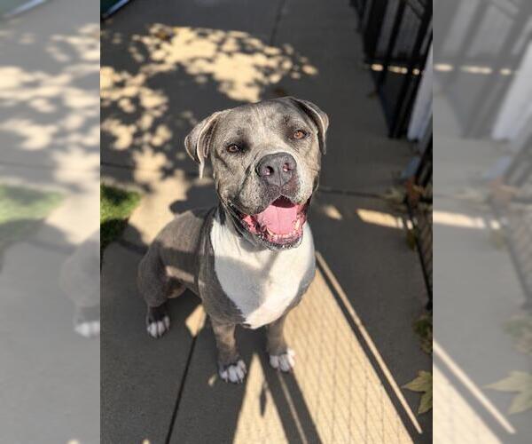 Medium Photo #1 American Pit Bull Terrier Puppy For Sale in Chula Vista, CA, USA