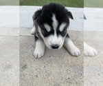 Small Photo #4 Siberian Husky Puppy For Sale in WOODRUFF, SC, USA
