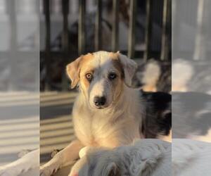 Border-Aussie Dogs for adoption in Santa Maria, CA, USA