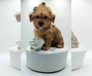 Medium Poodle (Miniature)-Shorkie Tzu Mix