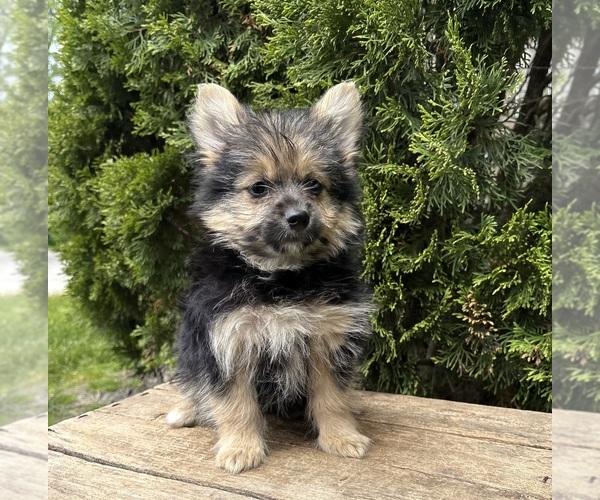 Medium Photo #3 Yoranian Puppy For Sale in MIDDLEBURY, IN, USA