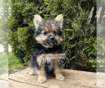 Small #2 Yoranian