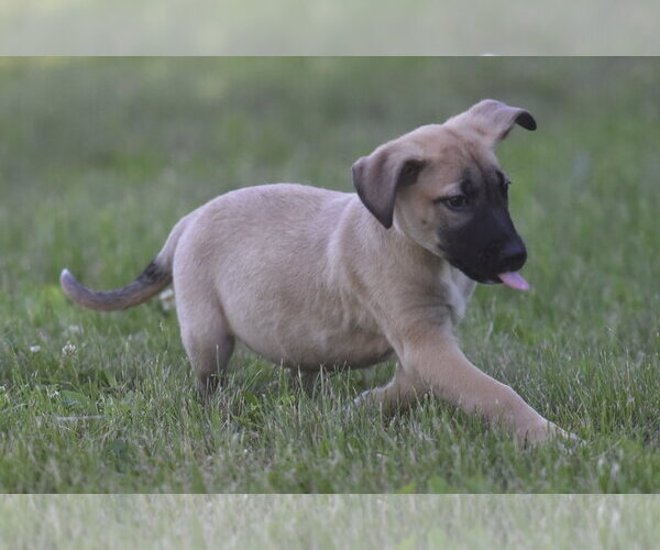 Medium Photo #1 Golden Retriever-Unknown Mix Puppy For Sale in Mechanicsburg, PA, USA