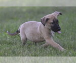 Small Golden Retriever Mix