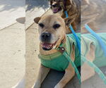 Small #4 American Pit Bull Terrier Mix