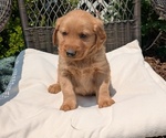 Puppy Tyson Golden Retriever