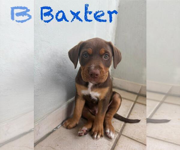 Medium Photo #1 Labrador Retriever-Unknown Mix Puppy For Sale in Jefferson, NJ, USA