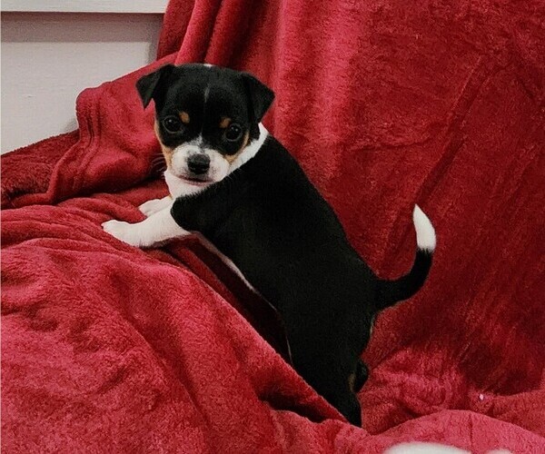 Medium Photo #37 Chihuahua Puppy For Sale in RUSTBURG, VA, USA