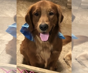 Father of the Golden Retriever puppies born on 12/15/2019