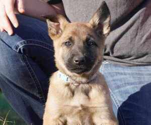 Medium Belgian Malinois