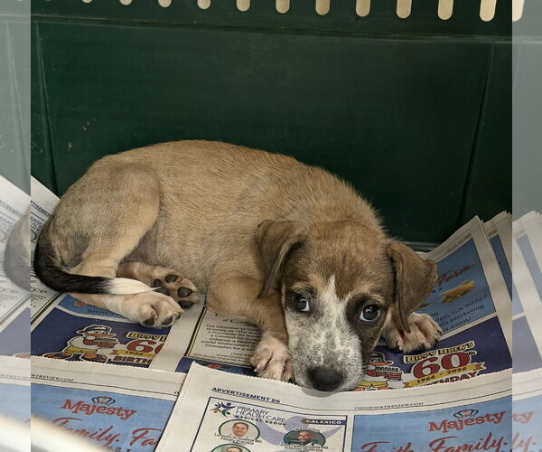 Medium Photo #1 Mutt Puppy For Sale in El Centro, CA, USA