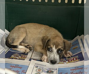 Mutt Dogs for adoption in El Centro, CA, USA