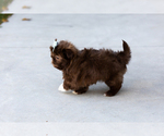 Small #4 Shih Tzu