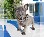 Small Photo #14 French Bulldog Puppy For Sale in MARYSVILLE, WA, USA