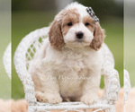 Small Photo #55 Goldendoodle (Miniature) Puppy For Sale in WARSAW, IN, USA
