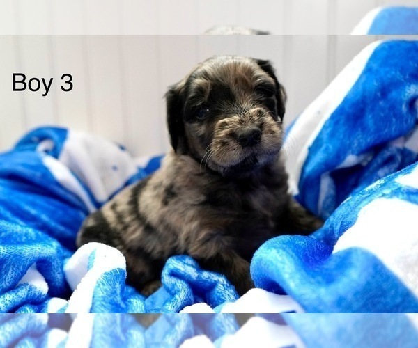 Medium Photo #9 Goldendoodle Puppy For Sale in CARTHAGE, TN, USA