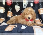 Image preview for Ad Listing. Nickname: Wallace