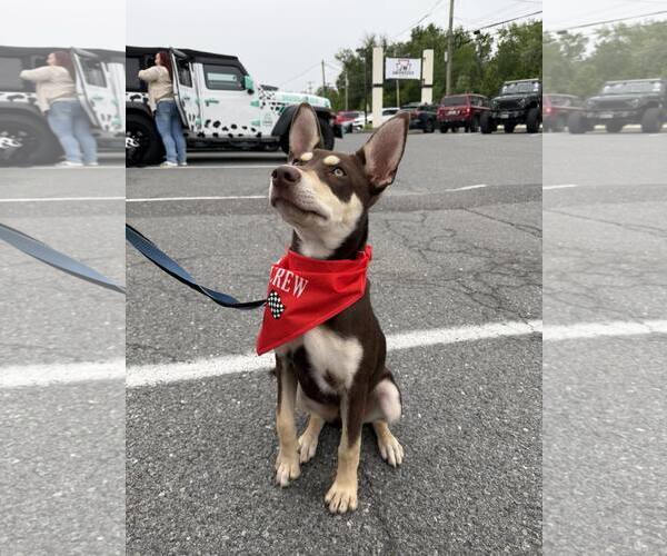Medium Photo #4 Australian Kelpie-Siberian Husky Mix Puppy For Sale in Pottstown, PA, USA
