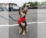 Small #3 Australian Kelpie-Siberian Husky Mix