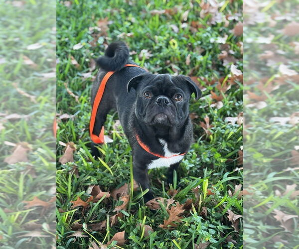 Medium Photo #4 Pug Puppy For Sale in Oak Bluffs, MA, USA