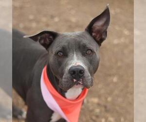 American Staffordshire Terrier-Unknown Mix Dogs for adoption in San Antonio, TX, USA