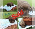 Small Photo #3 Labrador Retriever Puppy For Sale in ELIZABETHTOWN, PA, USA