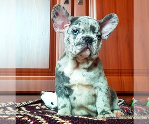 French Bulldog Puppy for sale in ROCKLAND, MA, USA