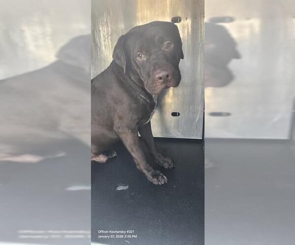 Medium Photo #1 American Staffordshire Terrier-Unknown Mix Puppy For Sale in San Antonio, TX, USA