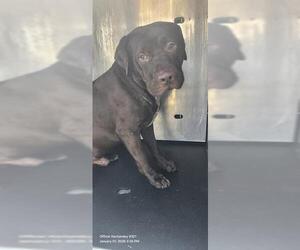 American Staffordshire Terrier-Unknown Mix Dogs for adoption in San Antonio, TX, USA