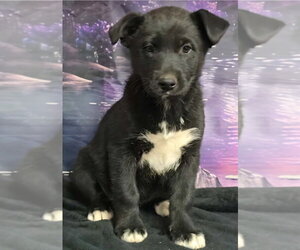 Borador Dogs for adoption in Lakewood, CO, USA