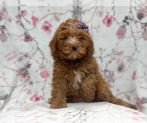 Cocker Spaniel-Poodle (Miniature) Mix Puppy for sale in LAKELAND, FL, USA