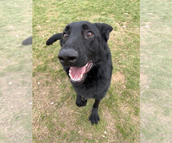 Medium Photo #3 German Shepherd Dog Puppy For Sale in Pierceton , IN, USA