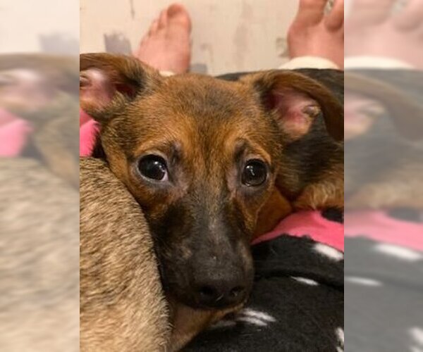 Medium Photo #7 Chihuahua Puppy For Sale in Lewistown, PA, USA