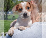 Small #4 Pug Mix