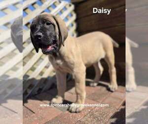 Mastiff Puppy for sale in CABOOL, MO, USA