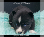 Small Photo #28 Siberian Husky Puppy For Sale in BLOOMFIELD, IN, USA