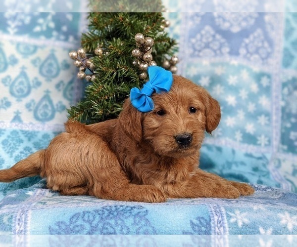 Medium Photo #3 Labradoodle Puppy For Sale in QUARRYVILLE, PA, USA