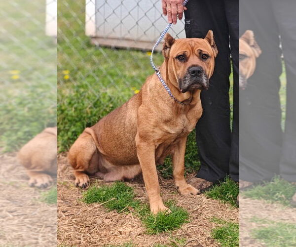 Medium Photo #7 Mutt Puppy For Sale in Talladega, AL, USA