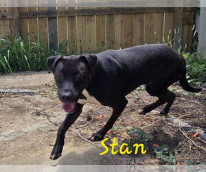 Mutt Dogs for adoption in Jackson, MS, USA