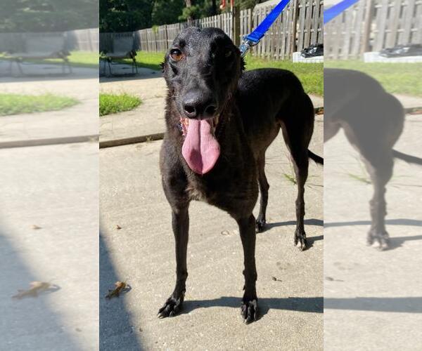 Medium Photo #3 Greyhound Puppy For Sale in Cherry Hill, NJ, USA